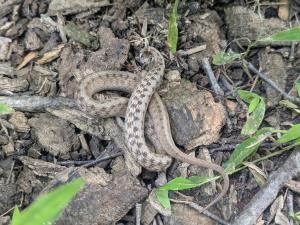 Dekay's Brownsnake