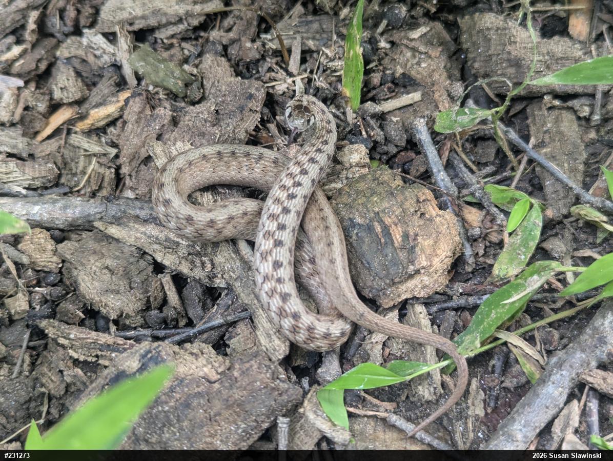 Dekay's Brownsnake