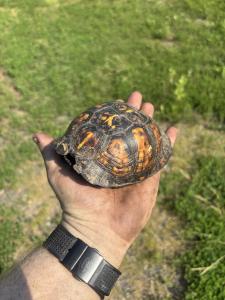 Eastern Box Turtle