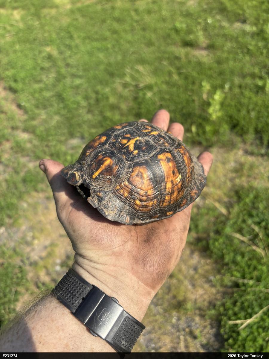 Eastern Box Turtle