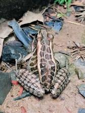 Pickerel Frog