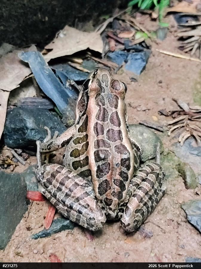 Pickerel Frog