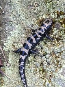 Marbled Salamander