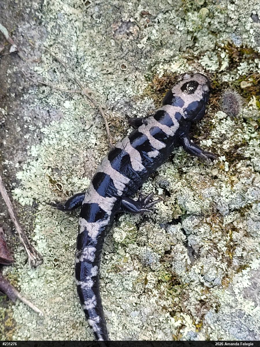 Marbled Salamander
