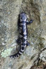 Marbled Salamander