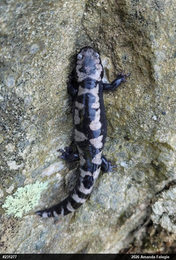 Marbled Salamander