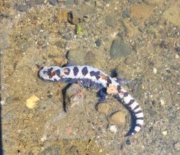Marbled Salamander