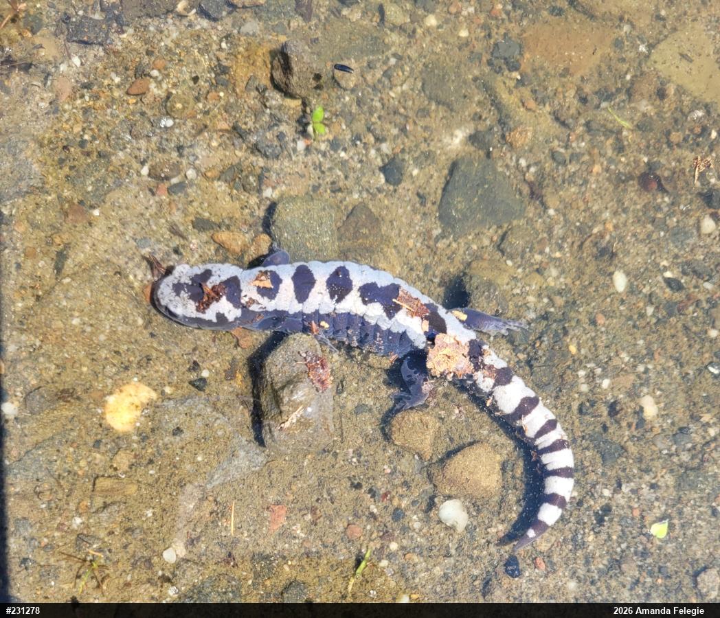 Marbled Salamander