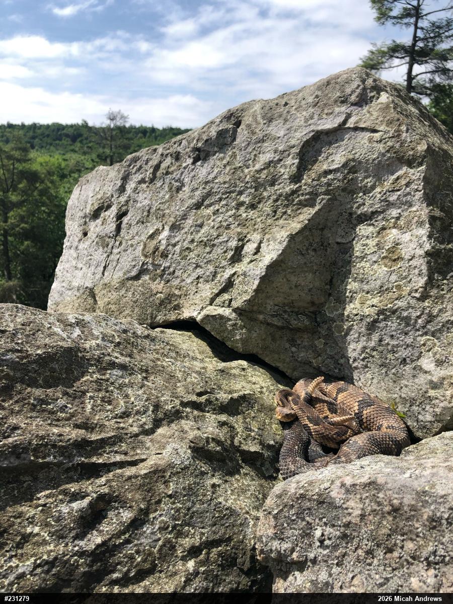 Timber Rattlesnake