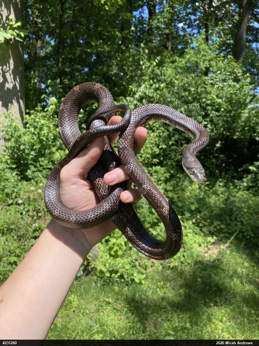 Eastern Ratsnake