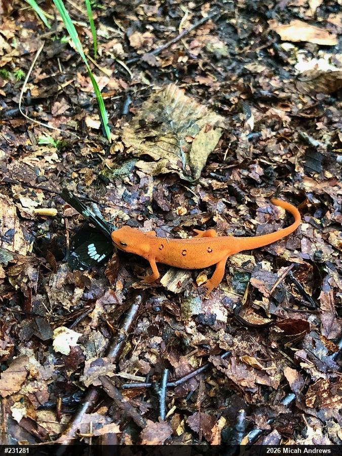 Red-spotted Newt