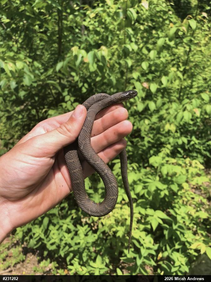 Northern Watersnake