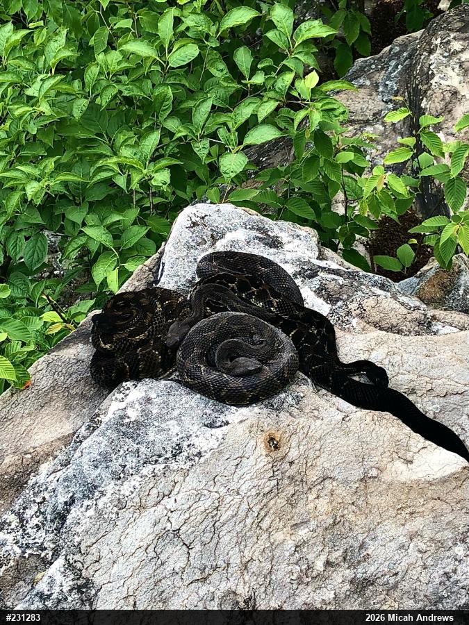 Timber Rattlesnake