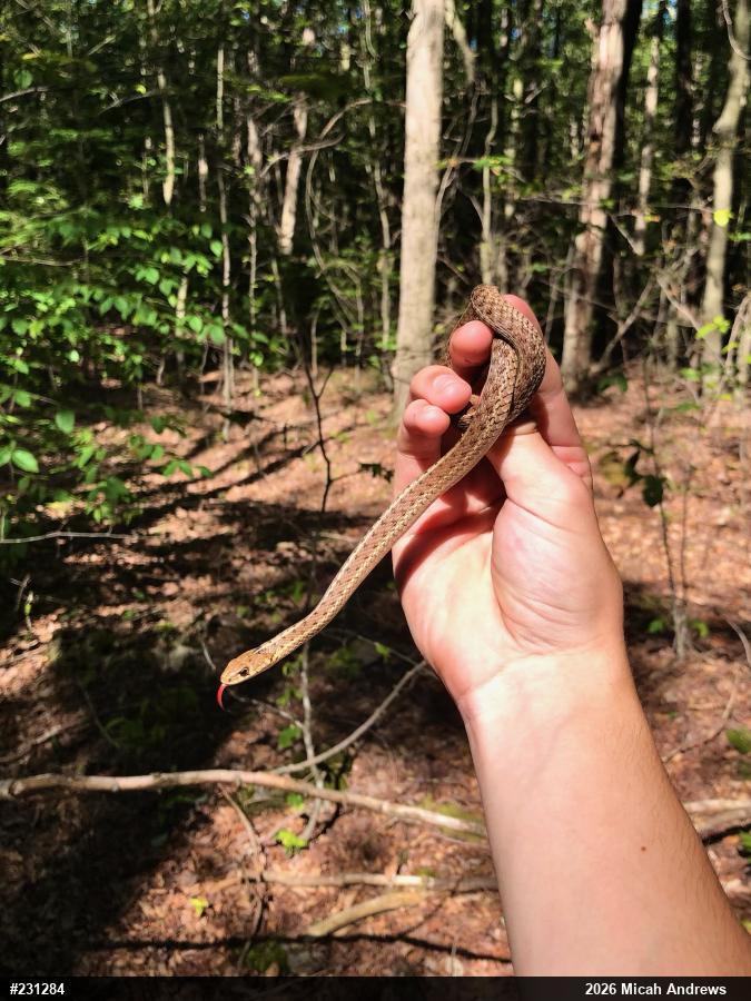 Eastern Gartersnake
