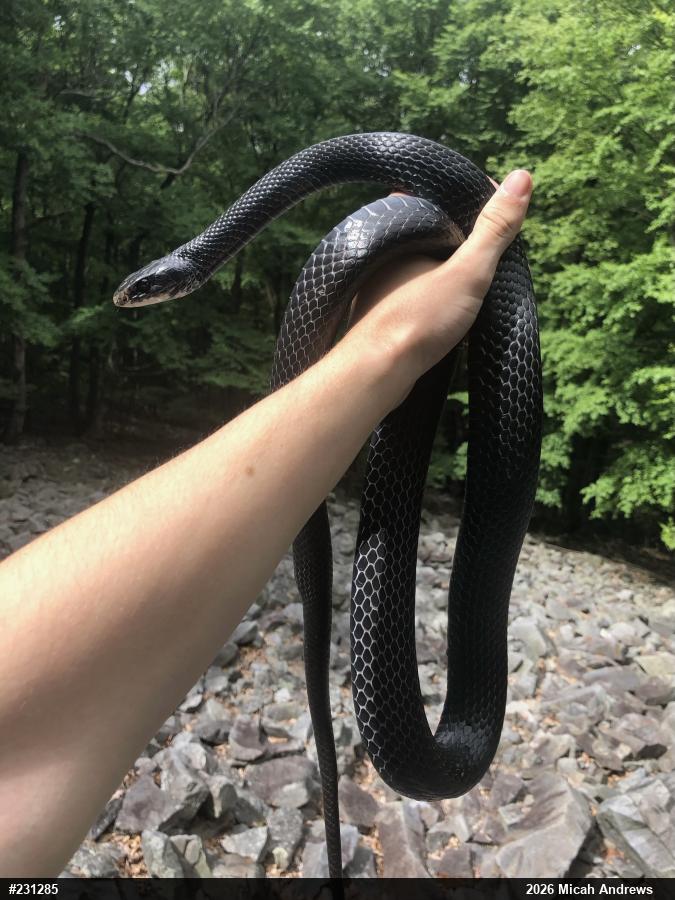 Northern Black Racer