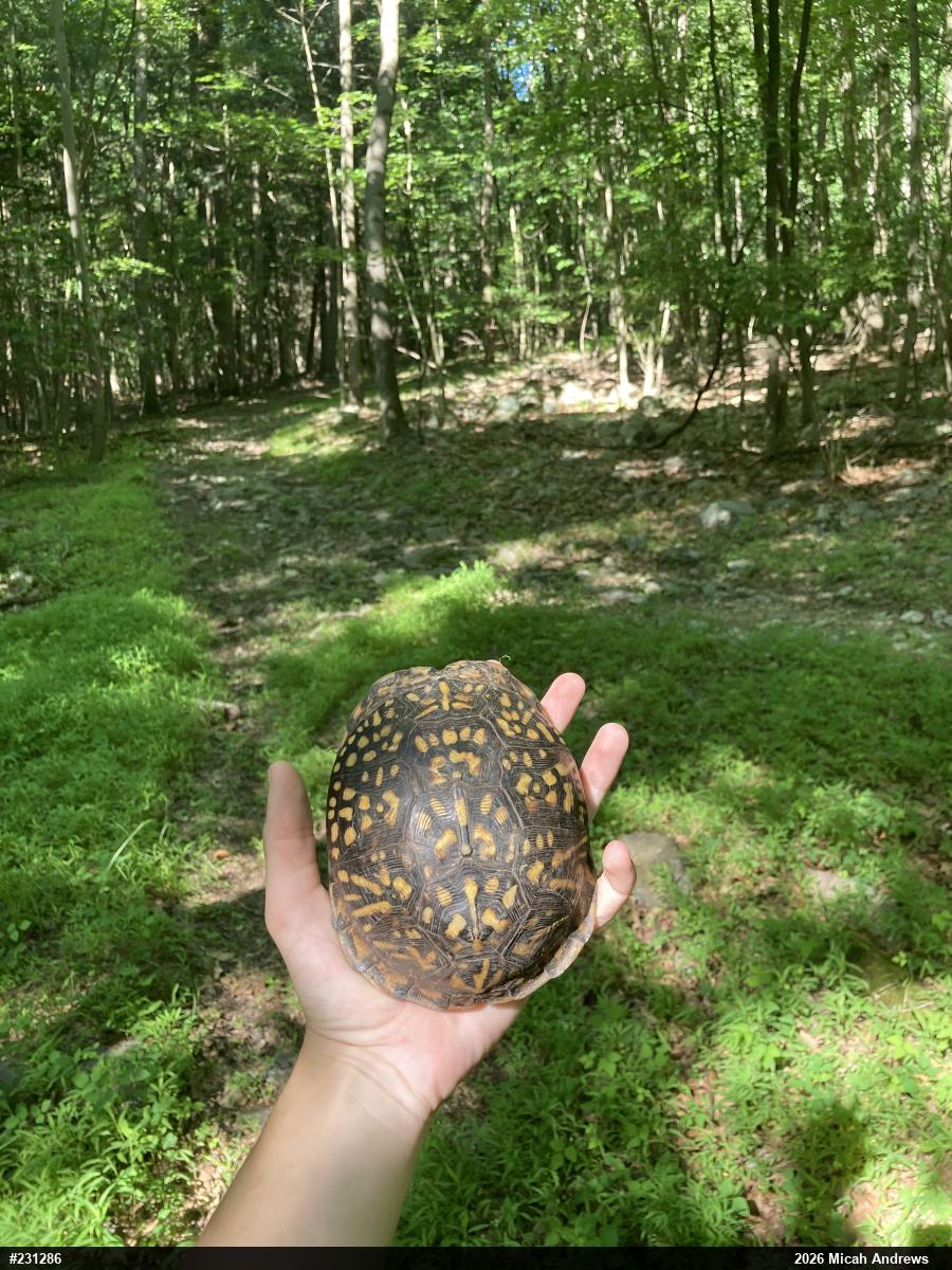 Eastern Box Turtle