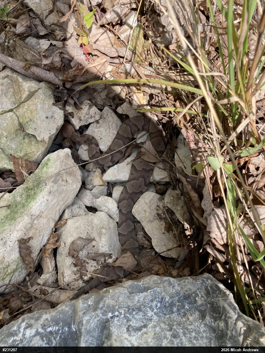 Northern Copperhead