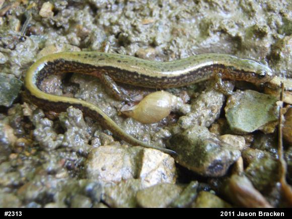 Northern Two-lined Salamander