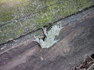 Unknown Gray Treefrog