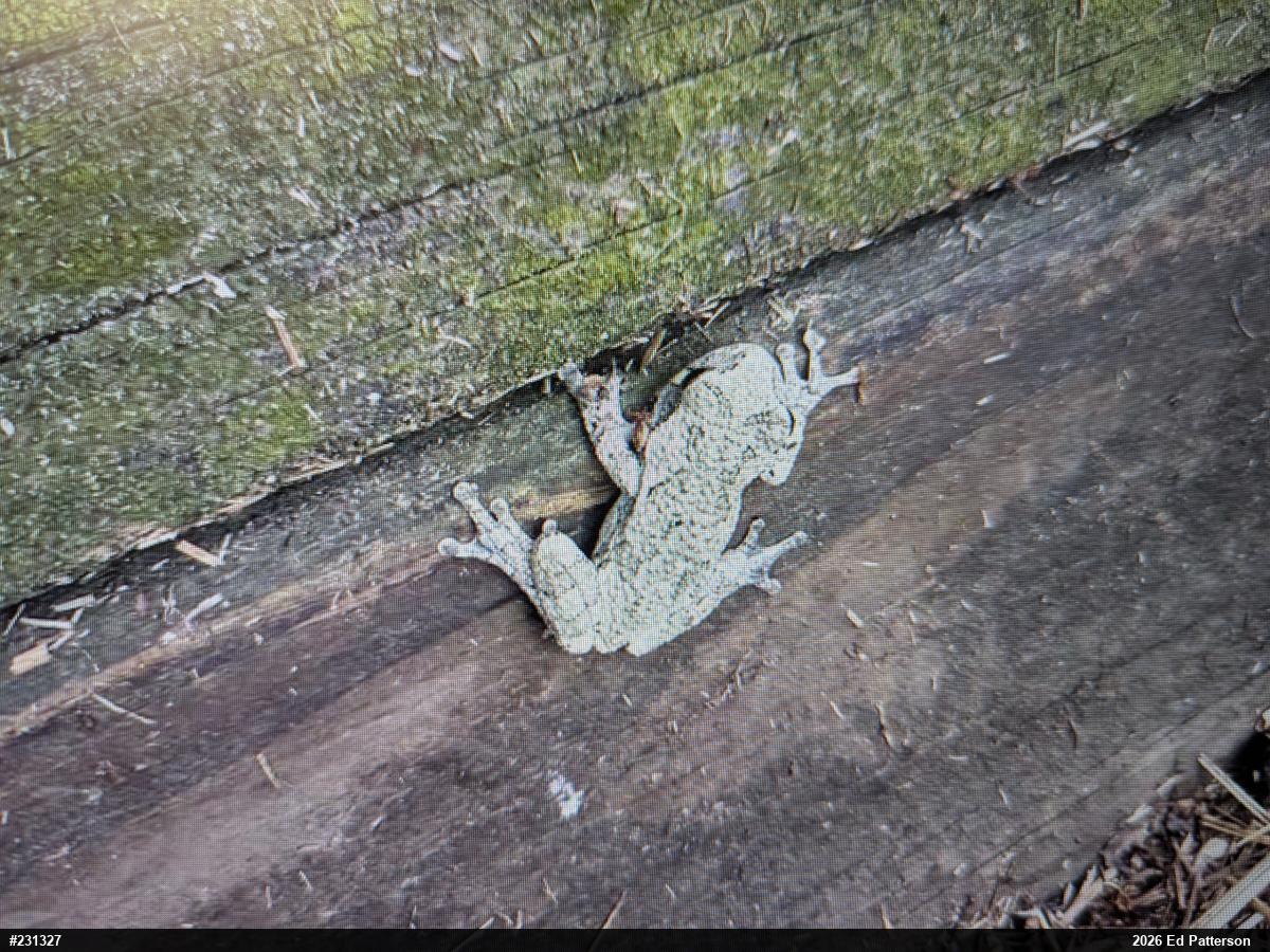 Unknown Gray Treefrog