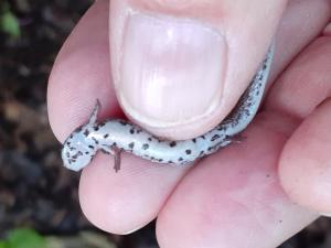 Four-toed Salamander