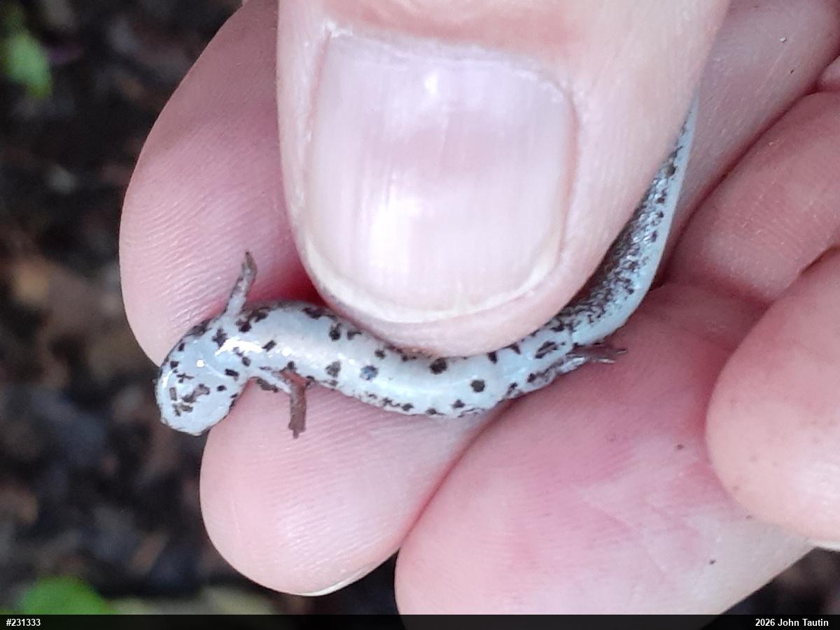 Four-toed Salamander