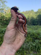 Red-bellied Snake
