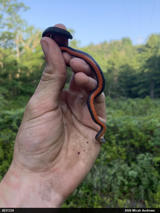 Red-bellied Snake