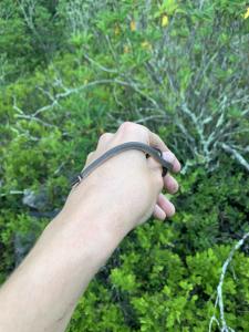 Northern Ring-necked Snake