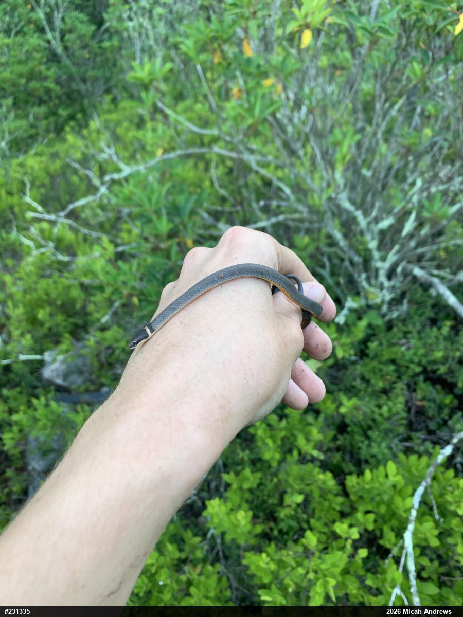 Northern Ring-necked Snake