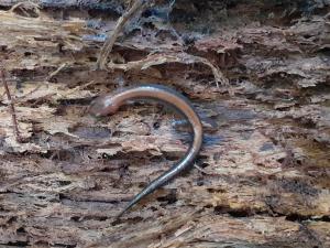 Eastern Red-backed  Salamander