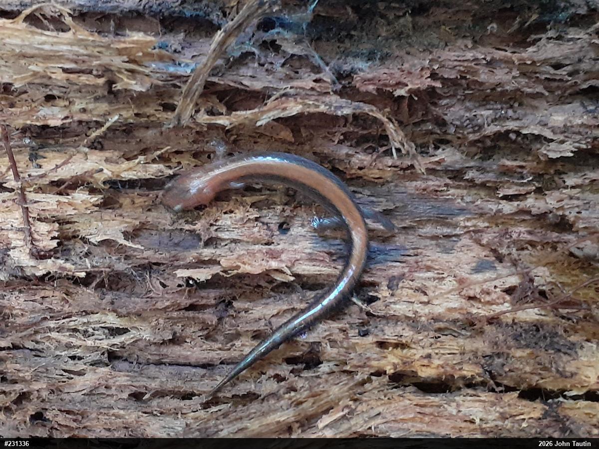 Eastern Red-backed  Salamander
