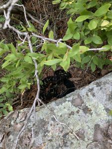 Timber Rattlesnake