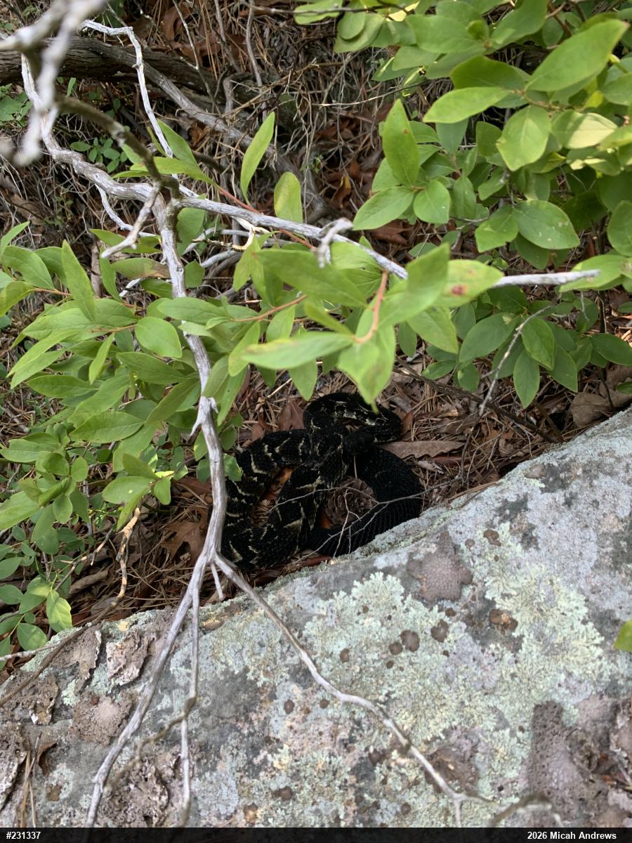 Timber Rattlesnake