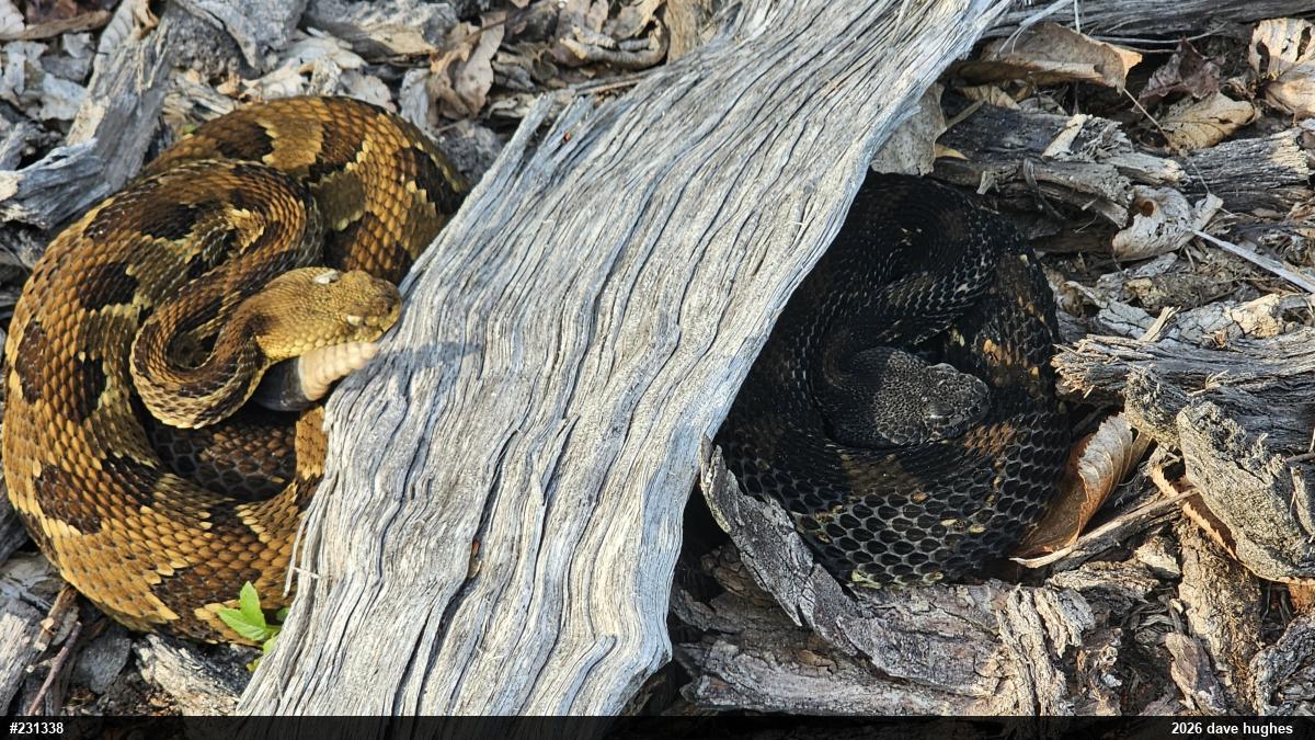 Timber Rattlesnake