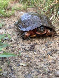 Wood Turtle