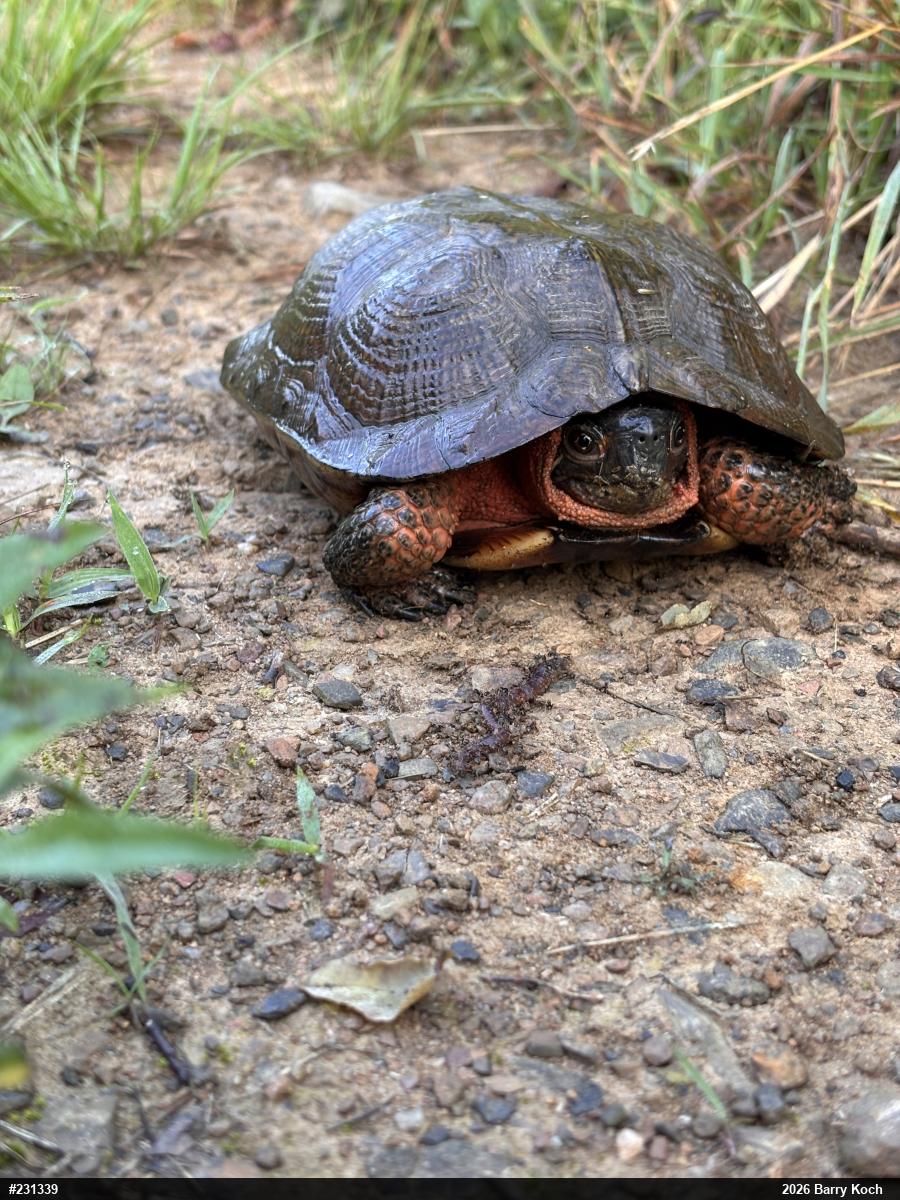 Wood Turtle