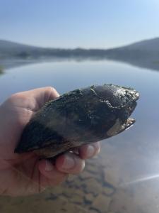 Eastern Musk Turtle