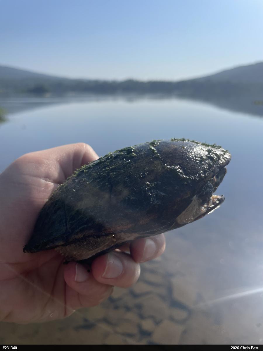 Eastern Musk Turtle