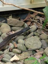 Eastern Ratsnake