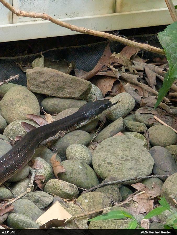 Eastern Ratsnake