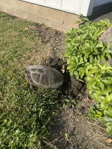 Northern Map Turtle