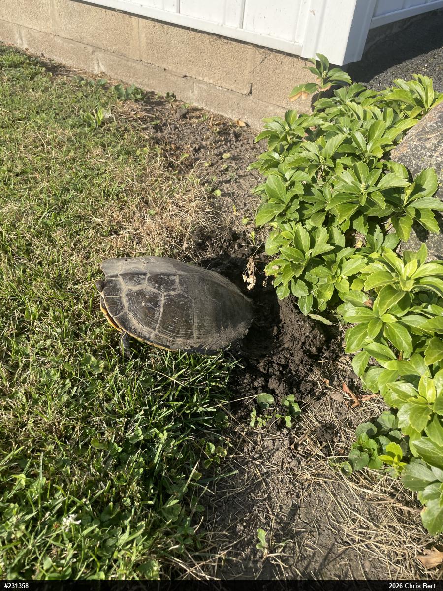 Northern Map Turtle