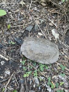 Wood Turtle