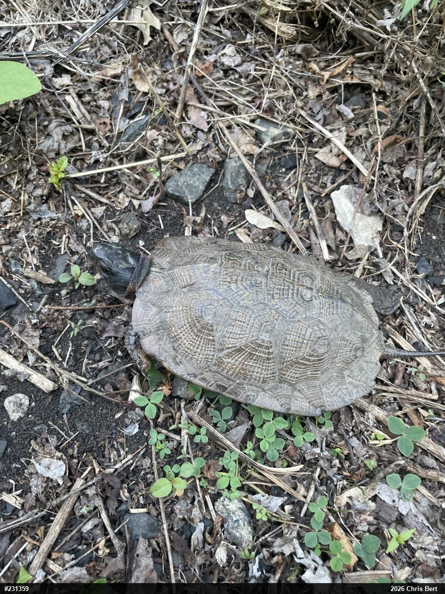 Wood Turtle