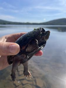 Eastern Musk Turtle