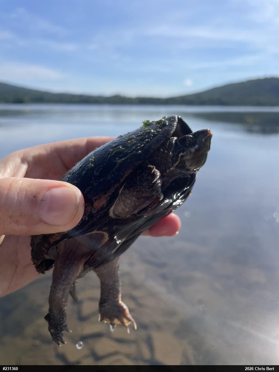 Eastern Musk Turtle
