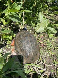 Wood Turtle