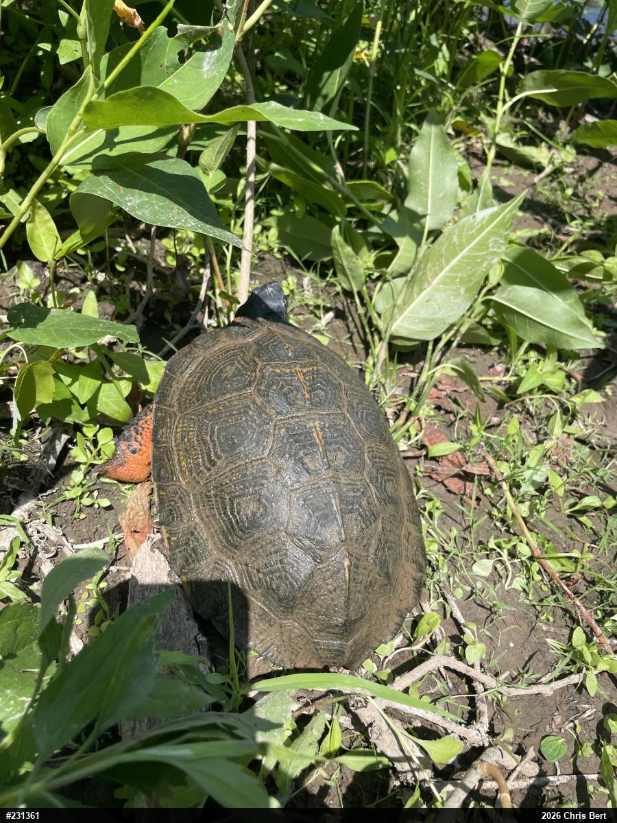 Wood Turtle