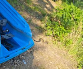 Timber Rattlesnake